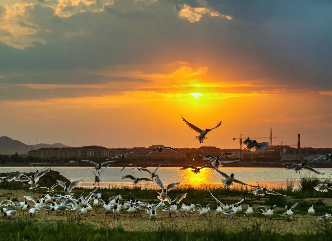 夕阳下栖息在湖上的遗鸥。吕富荣 摄.jpg